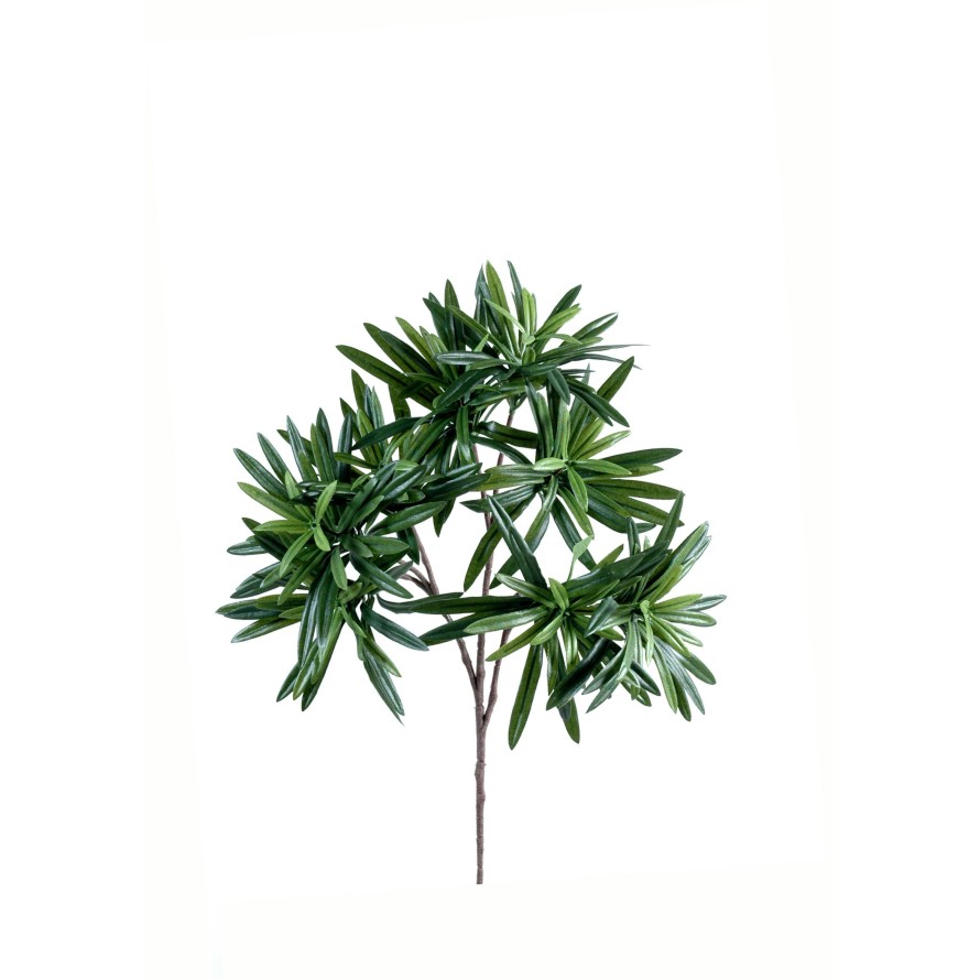 PODOCARPUS ZWEIG *240