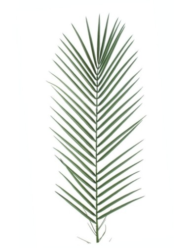 PHOENIX PALME KUNSTSTOFF PM