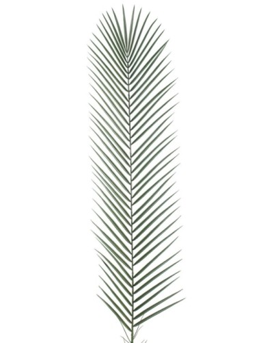 PHOENIX PALME KUNSTSTOFF GM