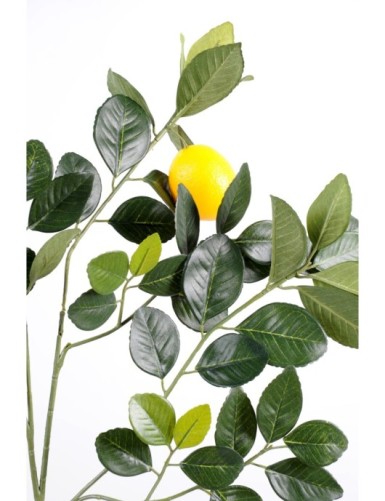 ZITRONENBAUM GOLDEN ZWEIG UND FRUCHT M