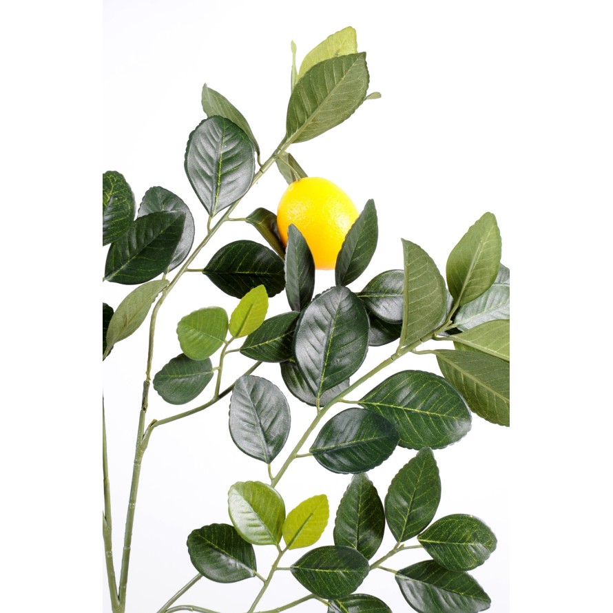 LIMONERO GOLDEN RAMA Y FRUTO M