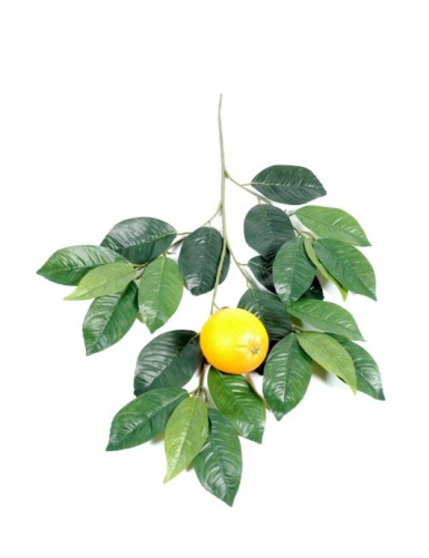 NARANJO RAMA Y FRUTO GM