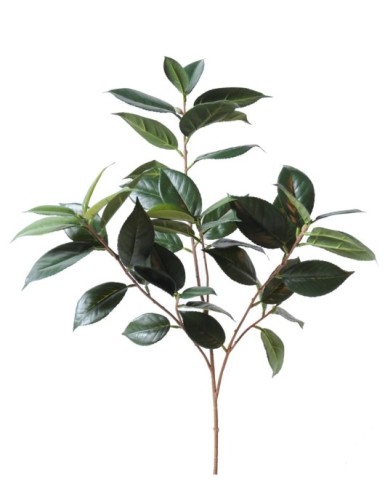 Kamelie JAPONICA ZWEIG ohne...