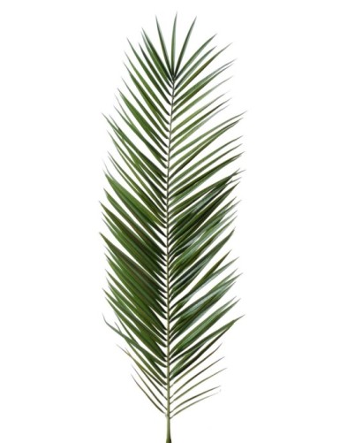 PALMERA PHOENIX CANARIENSIS