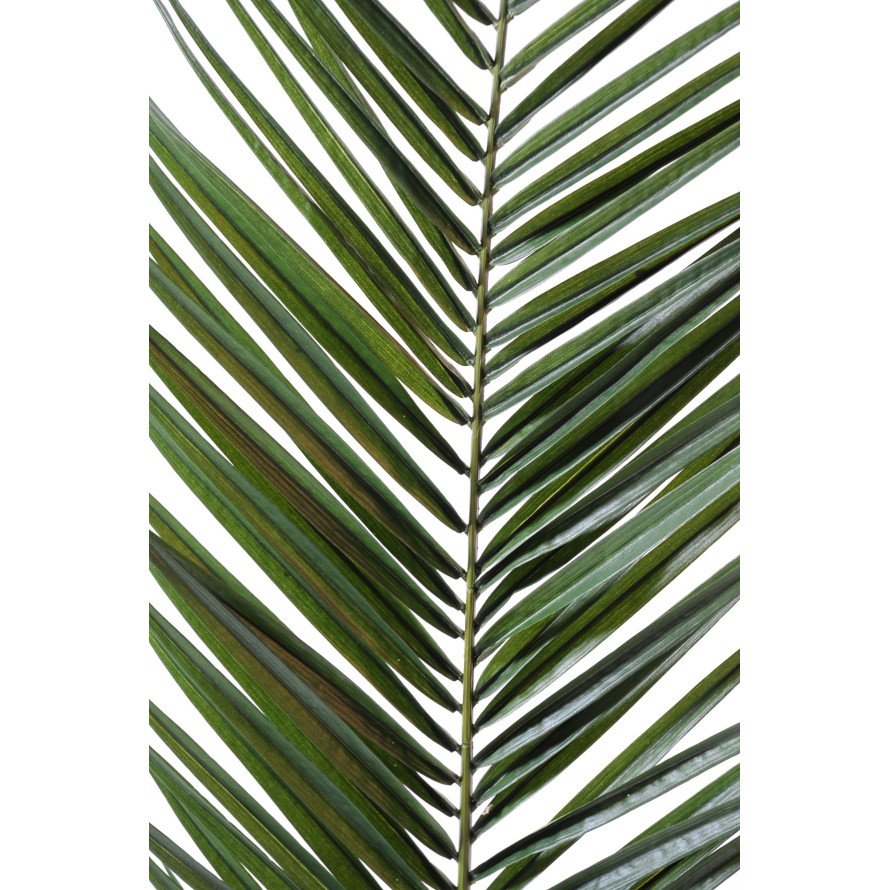 PALMERA PHOENIX CANARIENSIS