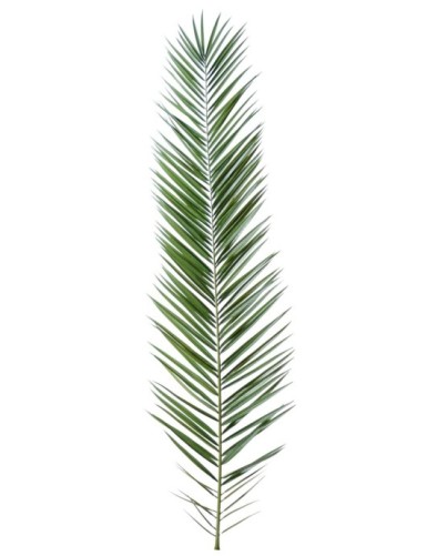 PALMERA PHOENIX CANARIENSIS