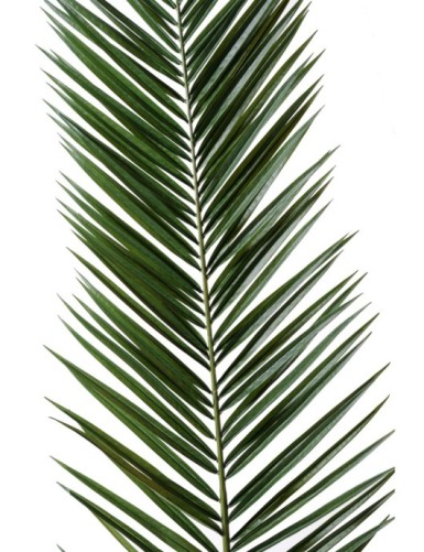 PALMERA PHOENIX CANARIENSIS