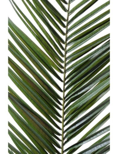 PALMERA PHOENIX CANARIENSIS