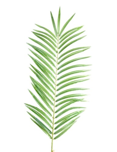 PALMERA PHOENIX RAMA MP 60