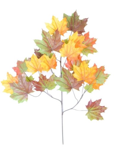 PLÁTANO ÁRBOL RAMA *23