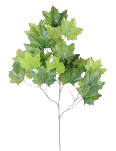 PLÁTANO ÁRBOL RAMA *23