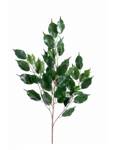 FIKUS EXOTICA ZWEIG *55