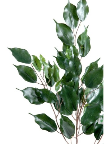 FICUS EXOTICA RAMA *55