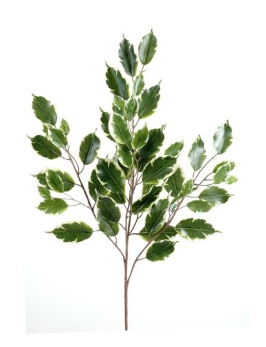 FICUS EXOTICA RAMA *55