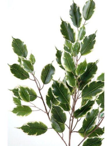 FIKUS EXOTICA ZWEIG *55