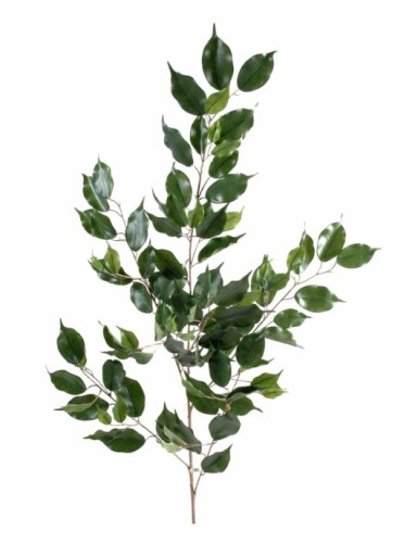 FICUS EXOTICA RAMA *101