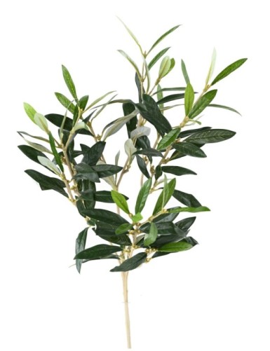 OLIVO RAMA sin frutos