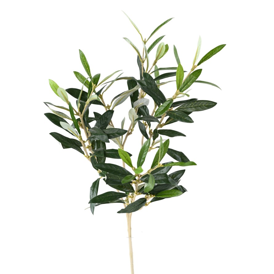 OLIVO RAMA sin frutos