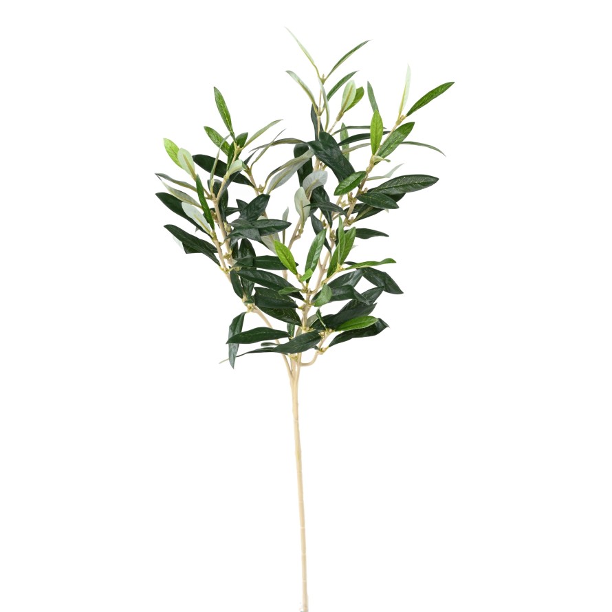 OLIVO RAMA sin frutos