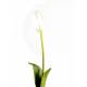 Tulip artificial
