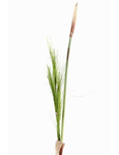 BAMBOO STEM (Net promotional price)