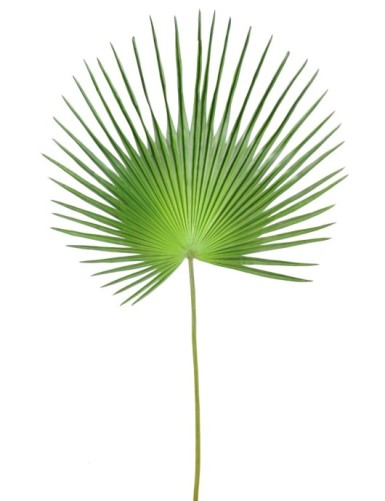 PALMA PALMERA CAMERUS