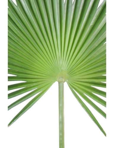 PALMA PALMERA CAMERUS