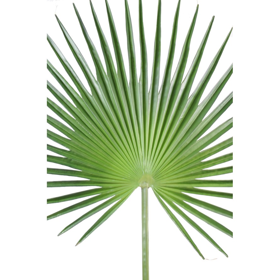 PALMA PALMERA CAMERUS