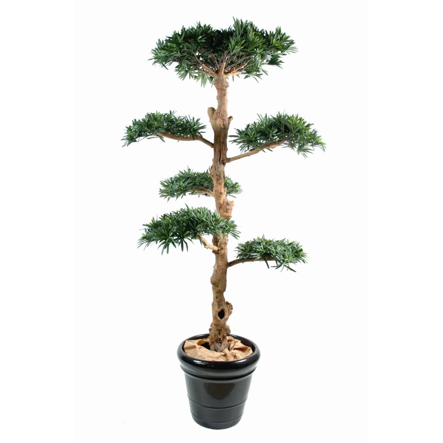 PODOCARPUS WOLKE GROSS