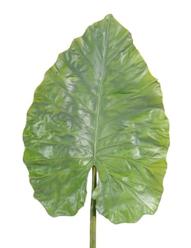 ALOCASIA HOJA GIGANTE
