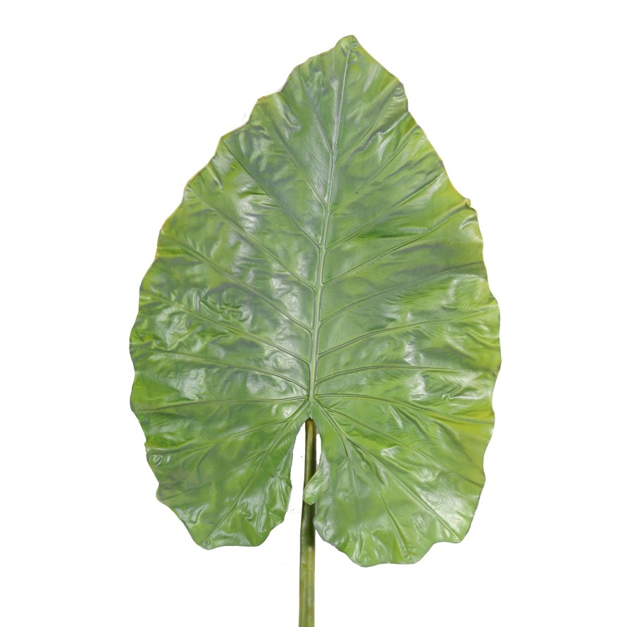 ALOCASIA HOJA GIGANTE