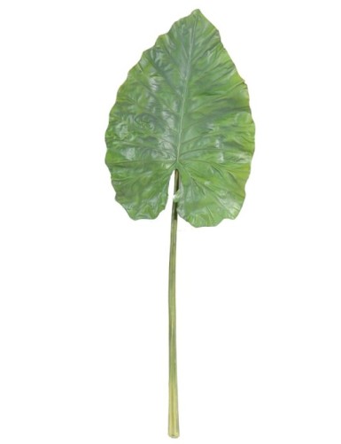 ALOCASIA BLATT GIANT