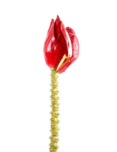 PLÁTANO ARREGLO FLOR