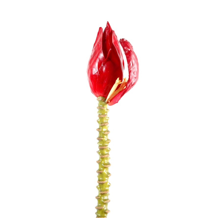 BANANA BUNCH BLOSSOM