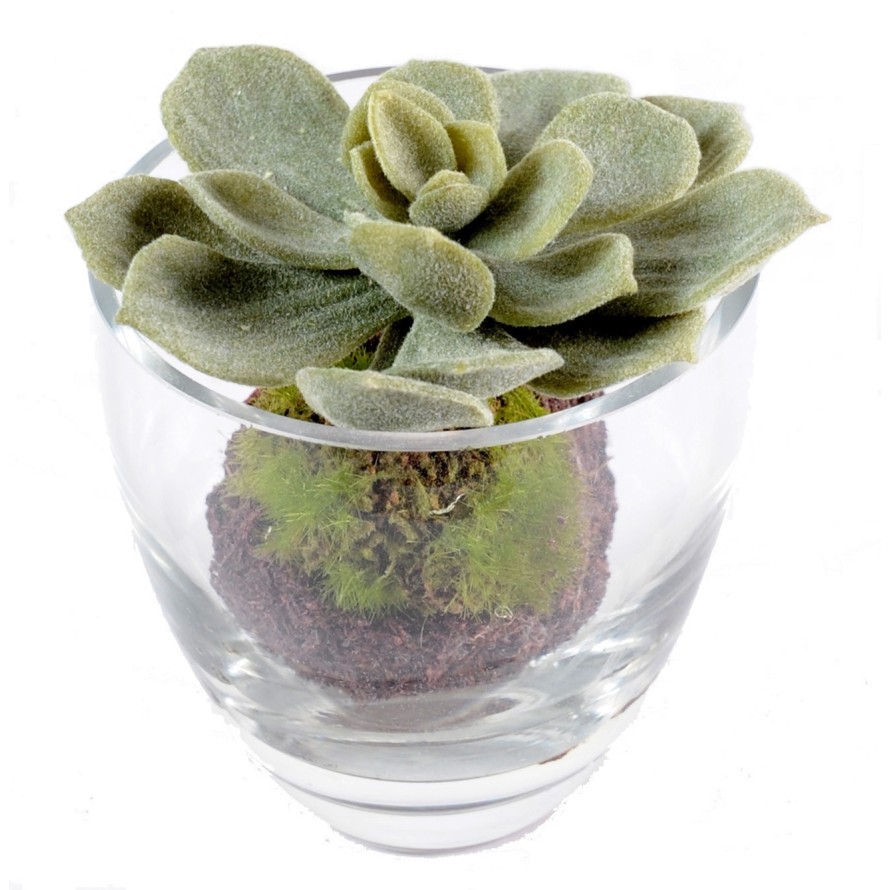 BOUQUET SUCCULENT (Net promotional price)