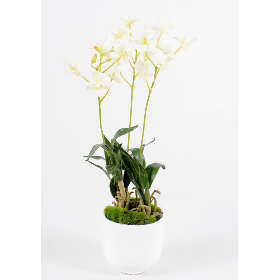 DENDROBIUM EN MACETA