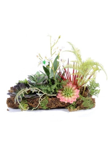 ORQUÍDEA SUCULENTA COMPOSICIÓN