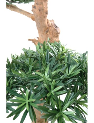 PODOCARPUS EN FORMA DE NUBE LARGE