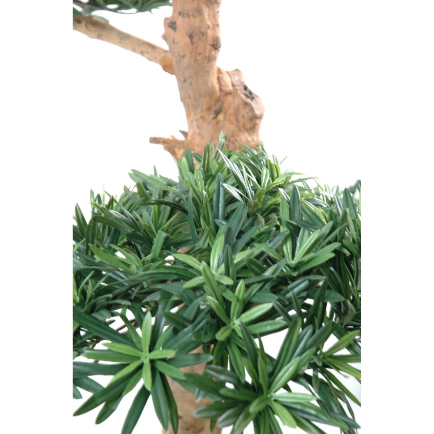 PODOCARPUS WOLKE GROSS