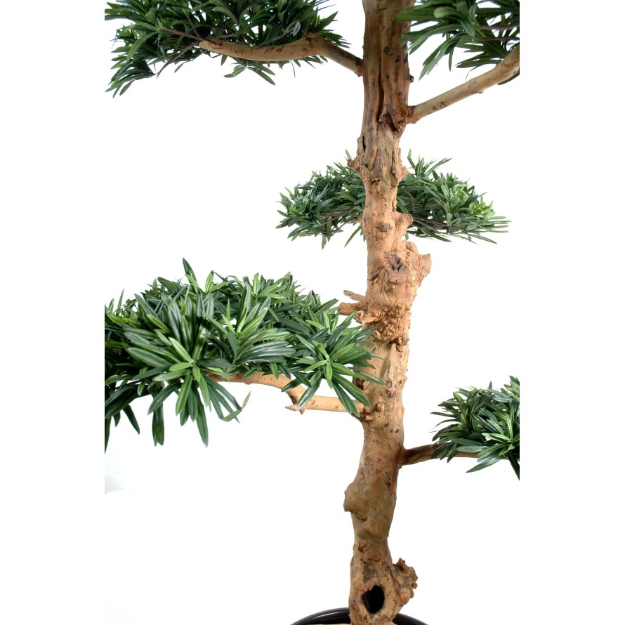 PODOCARPUS EN FORMA DE NUBE LARGE