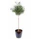 Olive tree artificial head pot round