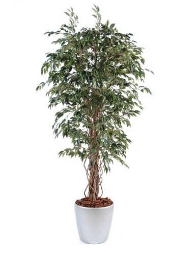 FICUS LIANAS EN MACETA