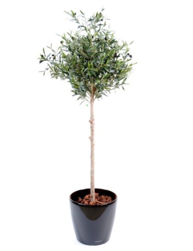 OLIVENBAUM NEW KRONE IN BOLL