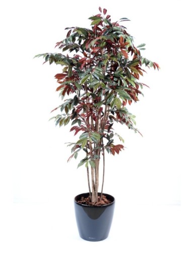 CAPENSIA NICE EN MACETA