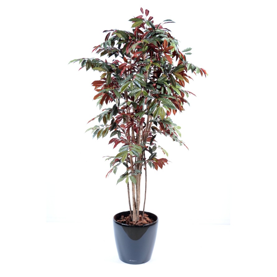 CAPENSIA NICE EN MACETA