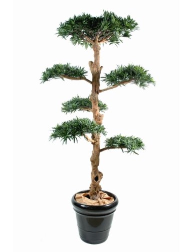 PODOCARPUS EN FORMA DE NUBE...