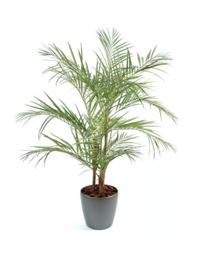 PALMERA ARECA EN MACETA