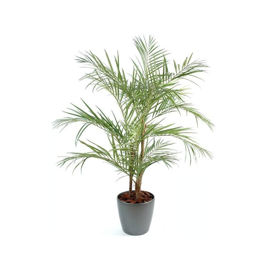 PALMERA ARECA EN MACETA