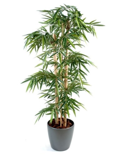 BAMBÚ CAÑAS GRUESAS EN MACETA
