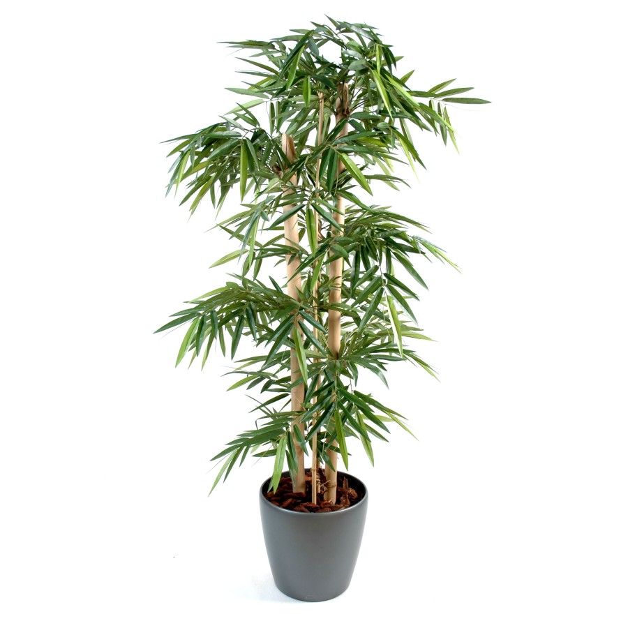 BAMBUS GROSSE HALME IN BOLL
